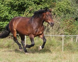 Pferd Luzy (Noriker, 2004, von Harlekin-Nero)