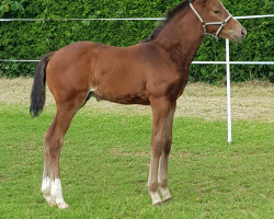 horse Alfred Jodokus Quak (Westfale, 2019, from Amazon 4)