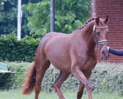 Dressurpferd Famous Delilah (Oldenburger, 2016, von Dimaggio)