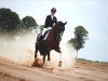 dressage horse Duckstein 3 (Westphalian, 2007, from Donnerball)