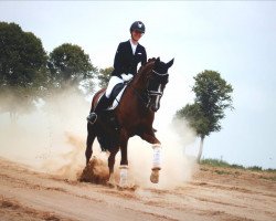 dressage horse Duckstein 3 (Westphalian, 2007, from Donnerball)