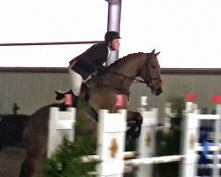 jumper Codex Two (Hanoverian, 2003, from Contendro I)