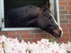 jumper Cascol (German Warmblood, 2013, from Cassitano)