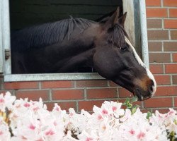 Springpferd Cascol (Deutsches Reitpferd, 2013, von Cassitano)