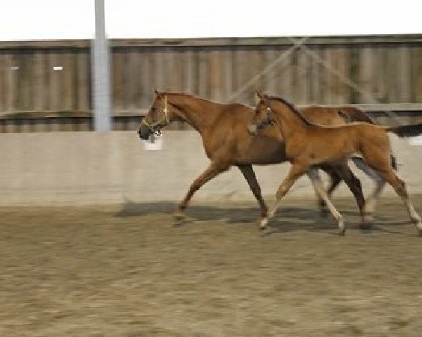 jumper Callistro 8 (Bavarian, 2010, from Chaccomo)