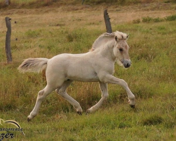 Pferd Durin (Fjordpferd, 2019, von Damar)