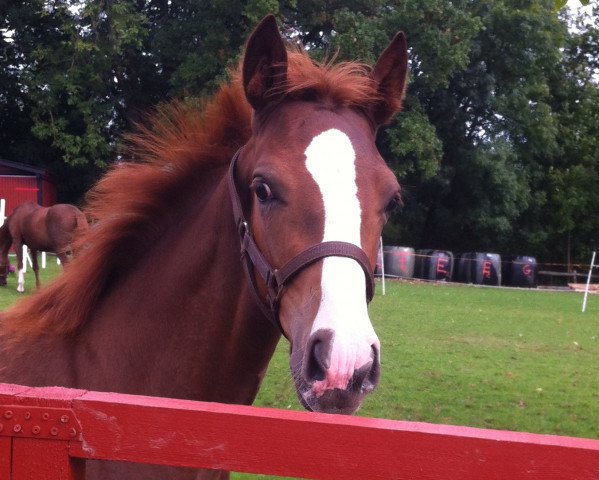 dressage horse Benicia Luna (Hanoverian, 2014, from Ben Kingsley)