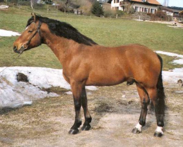 stallion Vicky (Freiberger, 1992, from Va-et-vient)