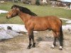 stallion Vicky (Freiberger, 1992, from Va-et-vient)