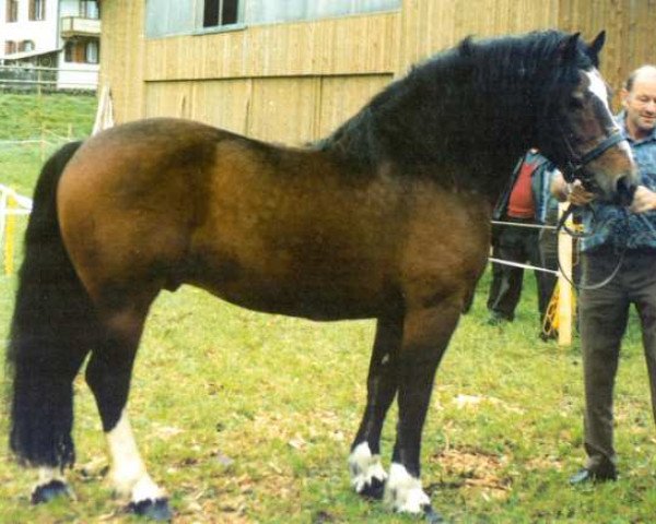 stallion Rigaf (Freiberger, 1980, from Réformiste)