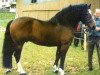 stallion Rigaf (Freiberger, 1980, from Réformiste)