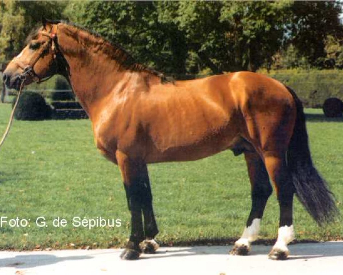 Deckhengst Hulax (Freiberger, 1983, von Hunter)
