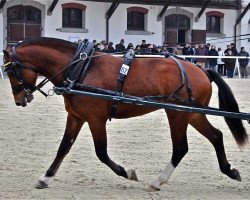 Deckhengst Hara Kiri CH (Freiberger, 2010, von Hermitage)