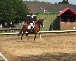 dressage horse Rubadjahn (Oldenburg, 2004, from Royal Hit)