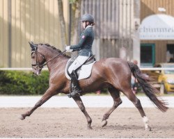 Dressurpferd Real Nice Boy (Deutsches Reitpony, 2003, von Stukhuster Ricardo Go For Gold)