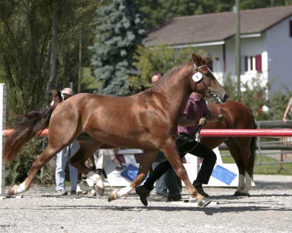 Deckhengst Habanero (Freiberger, 2005, von Harquis CH)