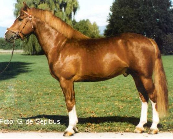 stallion Elogeur (Freiberger, 1994, from Enjoleur)