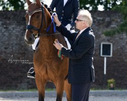 jumper Kalle Cool 10 (Oldenburg show jumper, 2013, from Kannan)