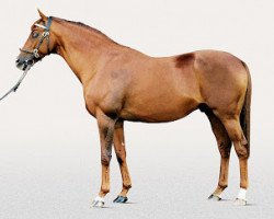 stallion Halling xx (Thoroughbred, 1991, from Diesis xx)