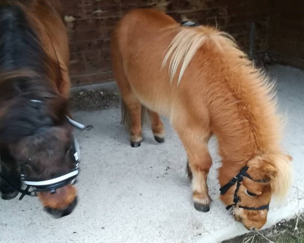 horse Leo (Shetland Pony, 2004)