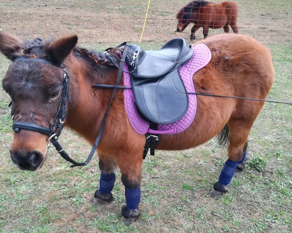 horse Rosi (Shetland Pony, 1986)