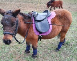 Pferd Rosi (Shetland Pony, 1986)