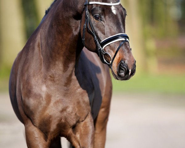 dressage horse G7_ (Oldenburg, 2014, from Grey Flanell)