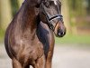 dressage horse G7_ (Oldenburg, 2014, from Grey Flanell)