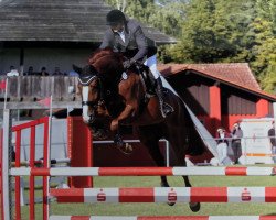 jumper Wolkan (German Sport Horse, 2013, from Wolkentanz I)