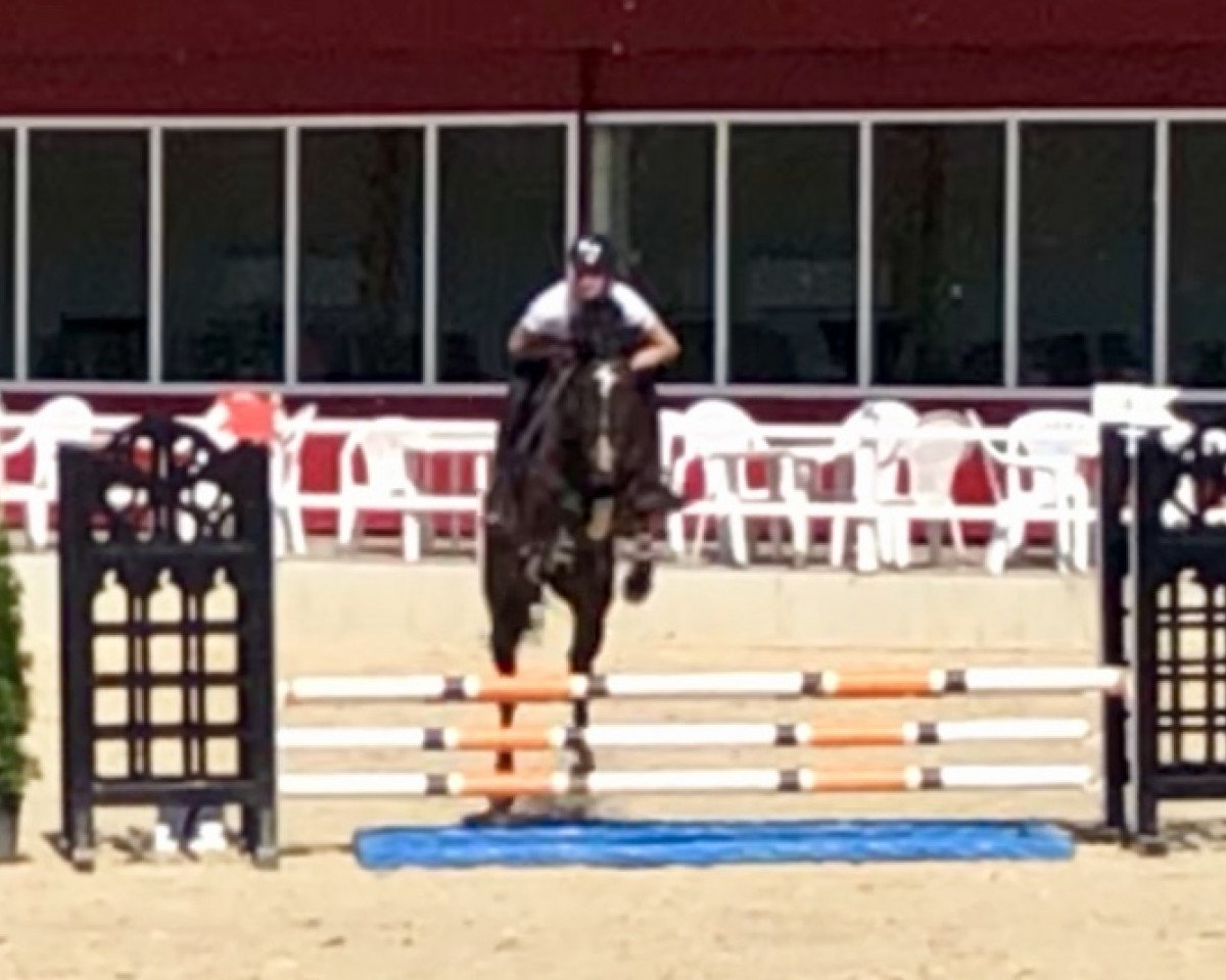 broodmare Bella Cocolina (Oldenburg, 2015, from Balou du Rouet)