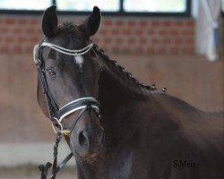 broodmare Cariba (German Riding Pony, 2003, from Champus)