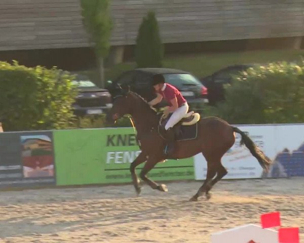 HORSE classics Killingen 2016