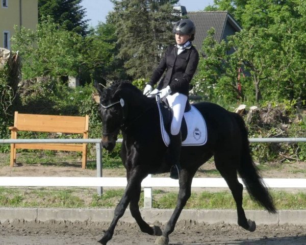 dressage horse Carlson Deluxe (Holsteiner, 2012, from Catoo)