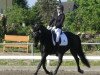 dressage horse Carlson Deluxe (Holsteiner, 2012, from Catoo)