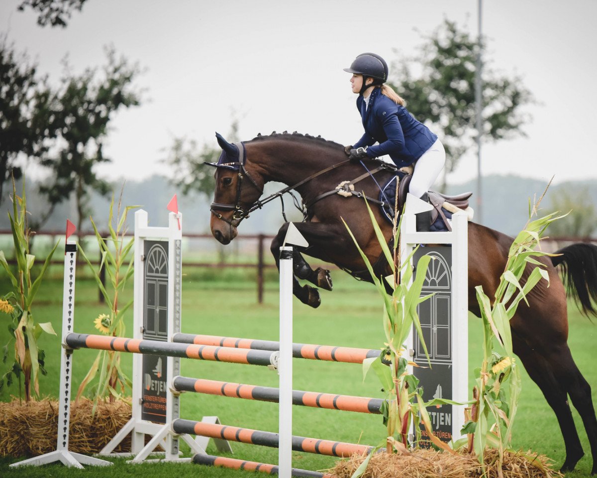 jumper Miracle Dobby (German Sport Horse, 2016, from Mytender)