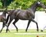 broodmare Summertime S (Hanoverian, 2007, from Samarant)