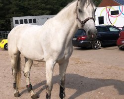 Springpferd Cinderella 661 (Holsteiner, 2009, von Cassiano)