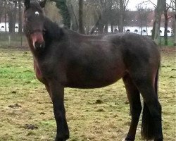 broodmare Gunda (Hanoverian, 2010, from Graf Top)