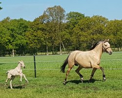 broodmare Heitholms Maibou (German Riding Pony, 2013, from FS Don't Worry)