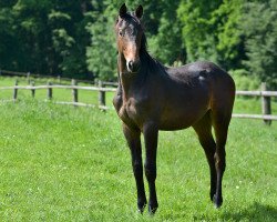 dressage horse All In (Trakehner, 2018, from All Inclusive)