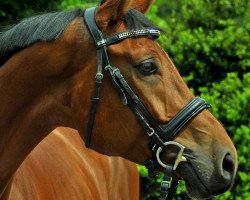 jumper Djego 54 (German Sport Horse, 2014, from Dornado)