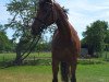 broodmare Gräfin Gisela (Hanoverian, 2015, from Gem of India)