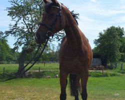 broodmare Gräfin Gisela (Hanoverian, 2015, from Gem of India)