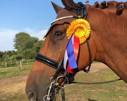 dressage horse Quintessenz BS (Holsteiner, 2011, from Quadros 3)