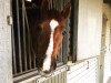 dressage horse Absolut 24 (Holsteiner, 2008, from Aljano)