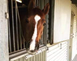 dressage horse Absolut 24 (Holsteiner, 2008, from Aljano)