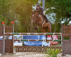 jumper Efraim (Belgian Warmblood, 2004, from Lux Z)