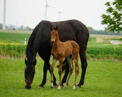 Zuchtstute Ariana II (Holsteiner, 2008, von Cormint)