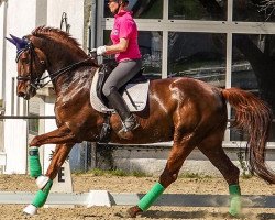 dressage horse Darija 3 (Oldenburg, 2012, from Don Schufro)