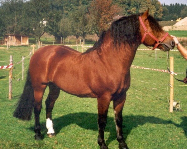stallion Clinquant (Freiberger, 1988, from Clémenceau)